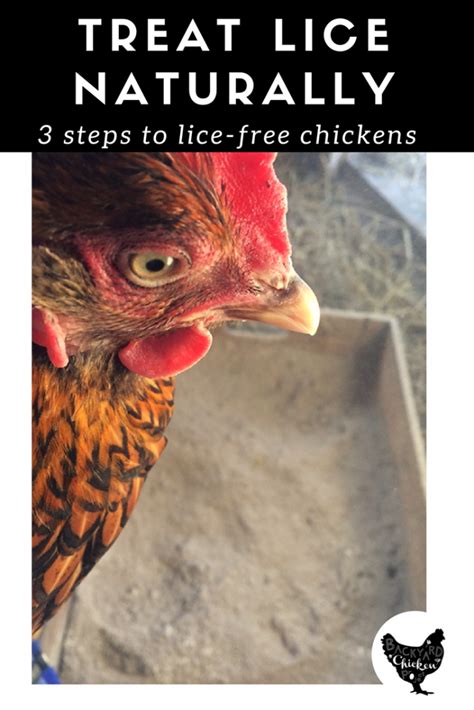 How To Naturally Treat Chickens For Chicken Lice Step By Step Artofit