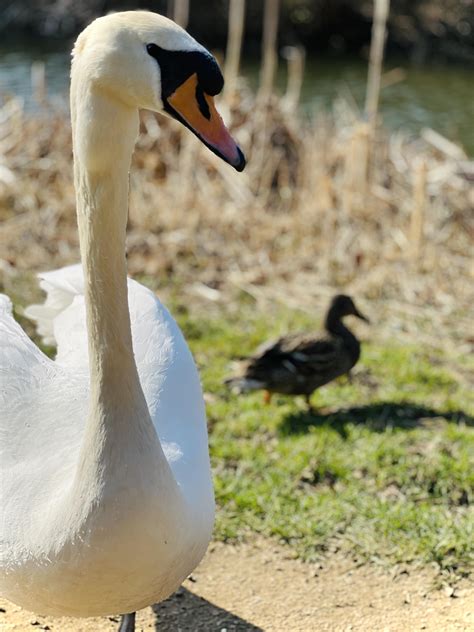 Canal wildlife : r/iPhoneography