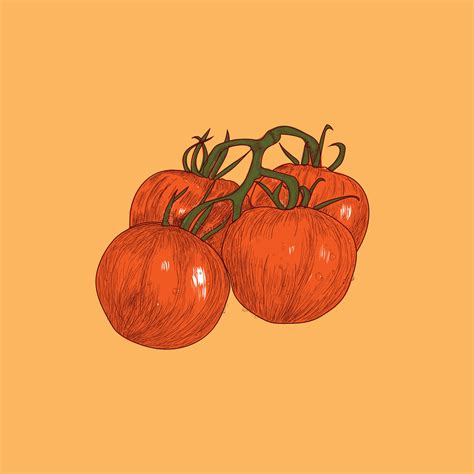 Tomato Sketch vector Illustration design 30775042 Vector Art at Vecteezy