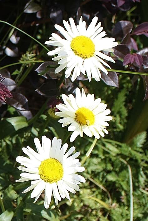 Shasta Daisy | Flower garden, My flower, Daisy