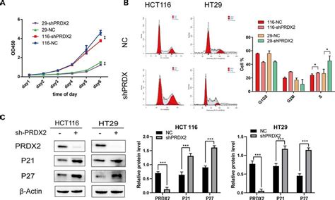 Effects Of Prdx2 Knockdown On The Cell Cycle A Cell Proliferation Download Scientific