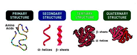 Proteins Structure And Functions Comprehensive Guide