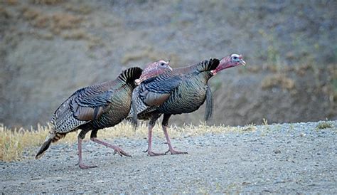 Two Male Wild Turkeys Making Gobbling Sound Stock Photo Download