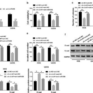 Circ 0005909 Mediated Cell Malignant Behaviors In OS Cells Via HMGB1 A