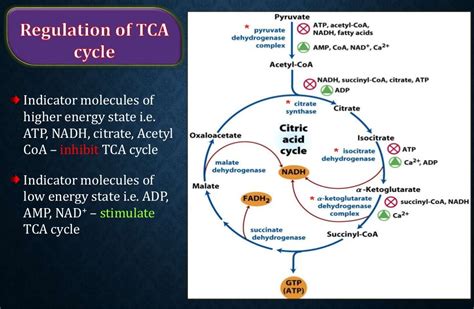 Tca Cycle