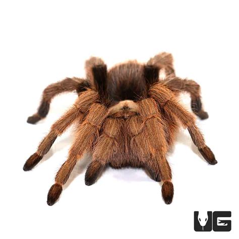 Arizona Blonde Tarantulas Aphonopelma Chalcodes For Sale Underground Reptiles