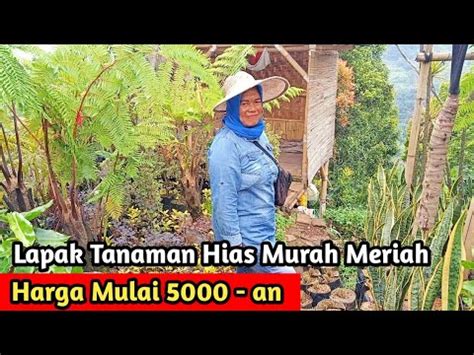 Ada Lagi Lapak Tanaman Hias Murah Meriah Buruan Kesini Harga Mulai