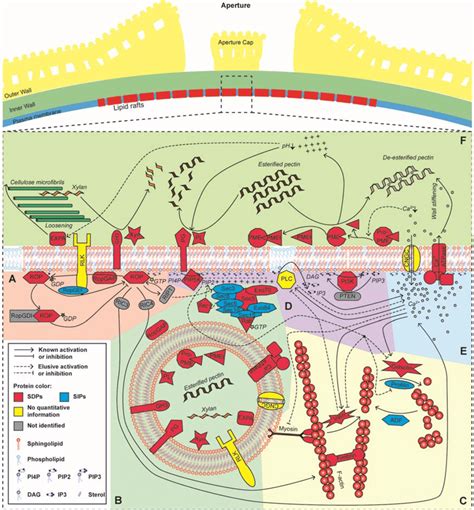 Model Of The Proposed Sterol Rich Membrane Microdomain Mediated