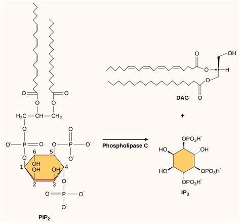 Propagation Of The Signal OpenStax Biology Study Guides