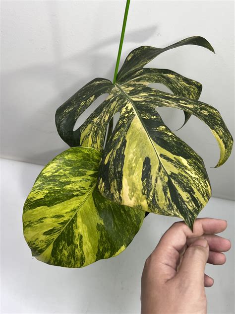 Monstera Aurea Marmorata Tricolor GrogensGarden