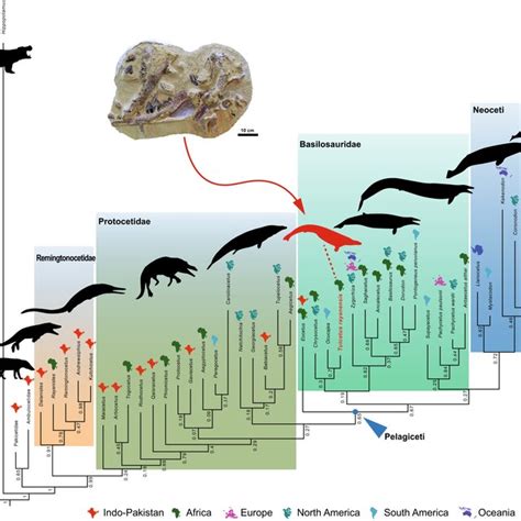 Pdf A Diminutive New Basilosaurid Whale Reveals The Trajectory Of The