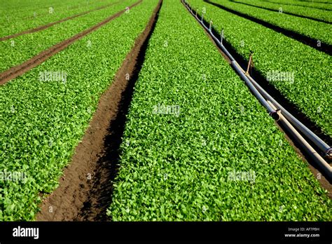 Baby Spinach Growing In Field Stock Photo Alamy