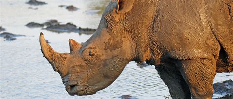 Khama Rhino Reserve Botswana Wildlife Photography Viewing