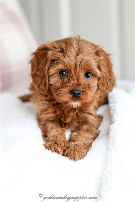 goldenvalleypuppies.com | Cute puppies, Teddy dog, Cute dogs and puppies