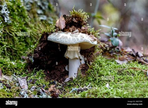 Champignons Dans La For T Sc Ne D Automne Belle Proximit De