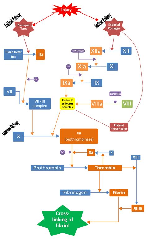 Coagulation And The Clotting Cascade Almostadoctor