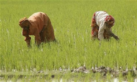 Record 5 76m Tonnes Of Paddy Harvested In Punjab Business Dawn Com