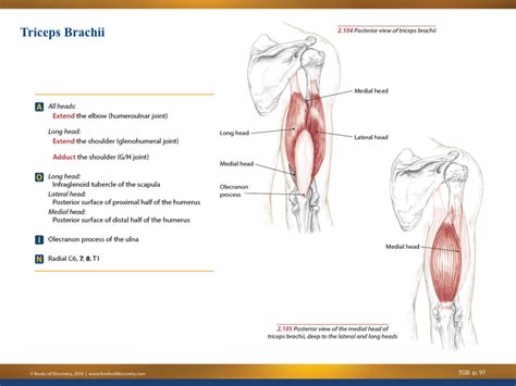 Anatomy Triceps Muscle - Anatomical Charts & Posters