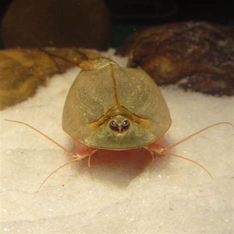 Triops Fish Tank Longicaudatus Eggs for Hatching - GreenWaterFarm