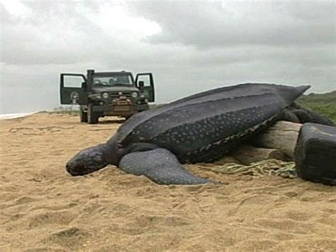 G Tartaruga Gigante Encontrada Morta Em Praia Do Norte Do Es