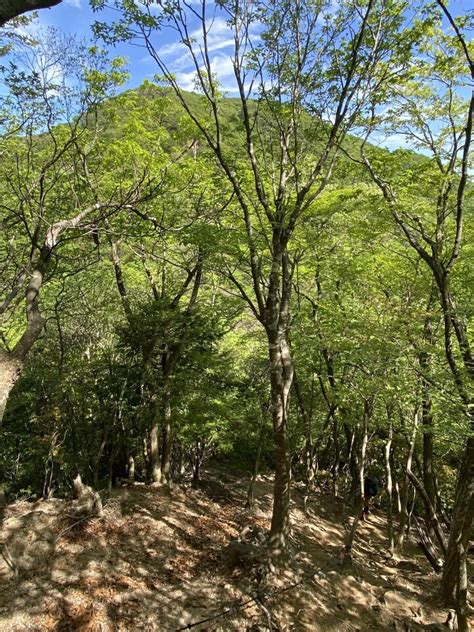 入道ヶ岳 小岐須峠 宮指路岳 宮指路岳登山口 池ヶ谷コース 周回コースの地図・登山ルート・登山口情報 Yamap ヤマップ