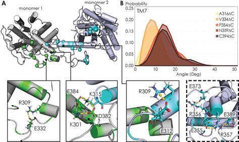 Figures And Data In Homo Oligomerization Of The Human Adenosine A2A