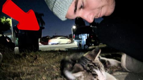 Man Documents His Unforgettable Bond With A Stray Cat Who Chooses To