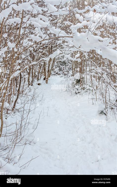 Snowy Winter Scene Stock Photo - Alamy