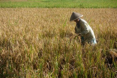 A Farmer Harvesting Paddy On The Rice Fields Editorial Photo Image Of