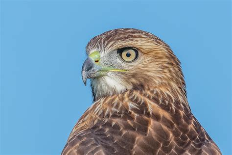 Juvenile Red Tailed Hawk Photograph By Morris Finkelstein Fine Art