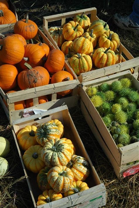 Les Mauges Pas de fête mais un marché aux Cucurbitacées Cholet