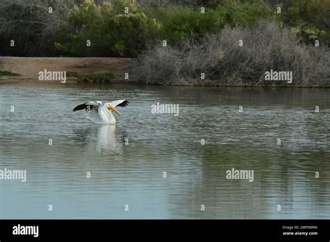 Great White Pelican Stock Photo - Alamy