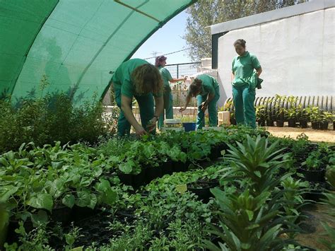 Taller De Empleo Hornachuelos Labores De Mantenimiento En Vivero