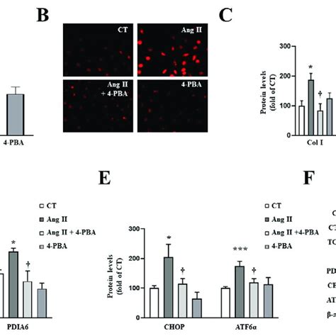 Endoplasmic Reticulum Stress Mediates The Prooxidant And Profibrotic