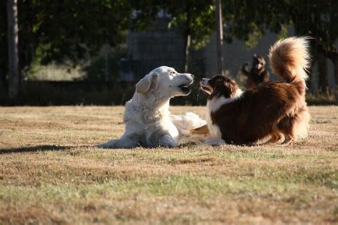 Pitchounes Pension Canine Et Garde D Animaux Domicile En Charente