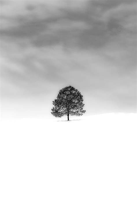 Nature Snow Wood Tree Minimalism Bw Chb HD Phone Wallpaper Pxfuel