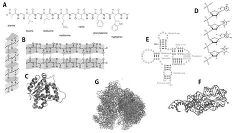 2 The hierarchical structural organization of biological... | Download ...