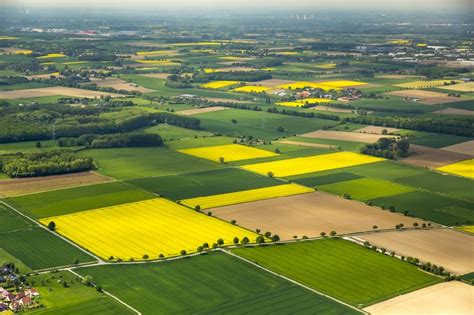 Luftbild Werl Feld Landschaft gelb blühender Raps Blüten der