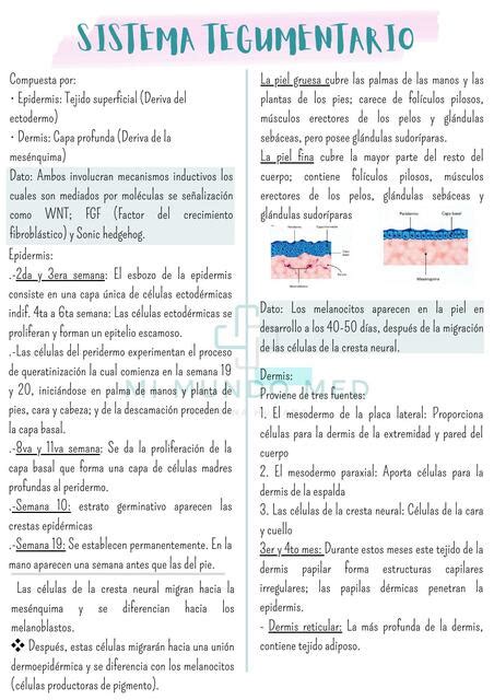 Sistema Tegumentario Mi Mundo Med Udocz