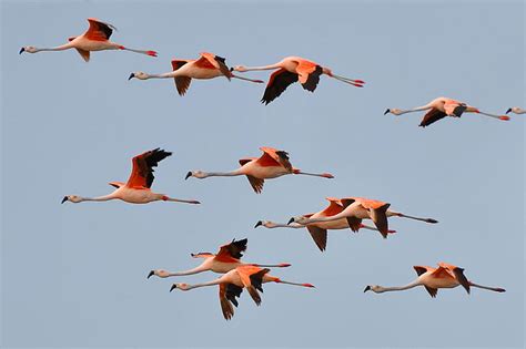 Greater Flamingo Flying