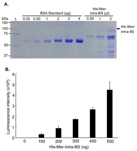 Ijms Free Full Text Development Of Novel Bioluminescent Biosensors