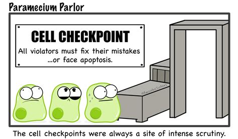 Cell Division Cartoon