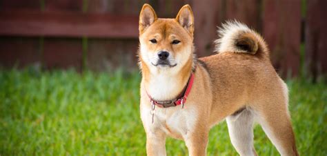 Breed Of The Month Shiba Inu | Pet Better with Pet Circle