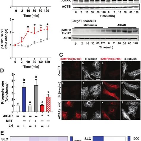 The Ampk Activator Aicar But Not Metformin Inhibits Lh Stimulated