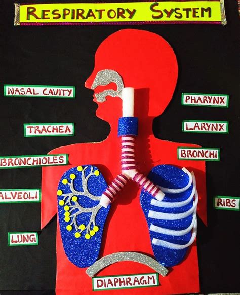 An Art Project Depicting The Body And Organs