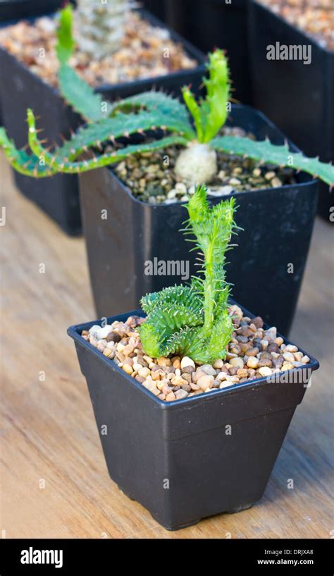 Cactus potted plant Stock Photo - Alamy