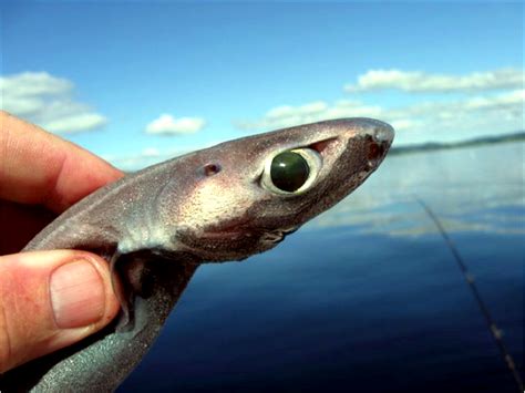 Gulper Shark – "OCEAN TREASURES" Memorial Library