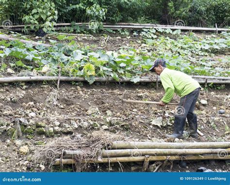 Farmer on a Farm in Balamban, Cebu, Philippines Editorial Stock Image - Image of filipino ...