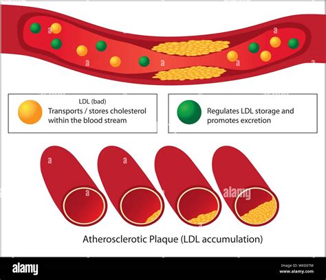 Blood Lipids Stock Vector Images Alamy