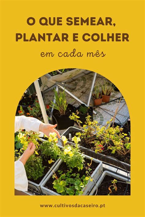 O Que Semear Plantar E Colher Em Cada M S Box Horta Esta Es Da